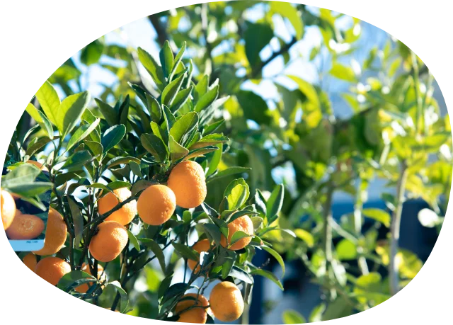 ミカンの木