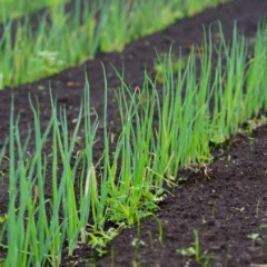 @taishodo_agri:アイコン画像