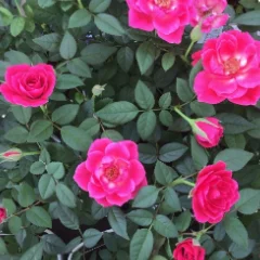 @taishodo_agri:アイコン画像