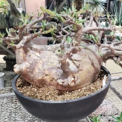 @ytaishodo:アイコン画像